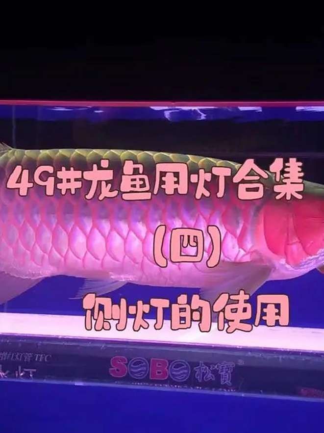 如何調(diào)整金龍魚缸的燈光參數(shù)？：——龍魚燈光使用指南