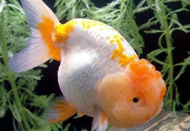 如何早期發現恐龍魚的腹水癥狀：六角恐龍肚子變黑的原因