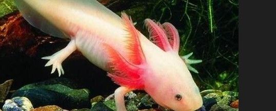 如何早期發現恐龍魚的腹水癥狀：六角恐龍肚子變黑的原因