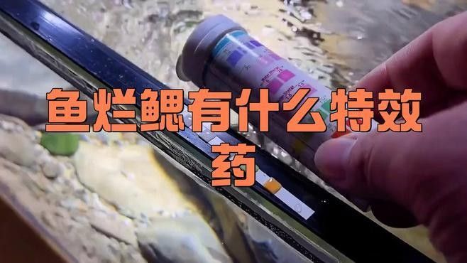 龍魚鰓蓋爛洞后如何治療：30種龍魚疾病治療方法大全