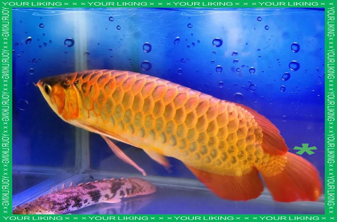 如何挑選健康的金頭滿背金龍魚：如何挑選健康的金頭滿背金龍魚，如何挑選健康的金龍魚