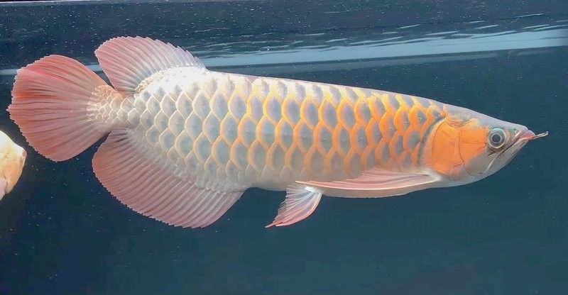 如何判斷紅龍魚的性格？：紅龍魚性格與混養技巧全解析