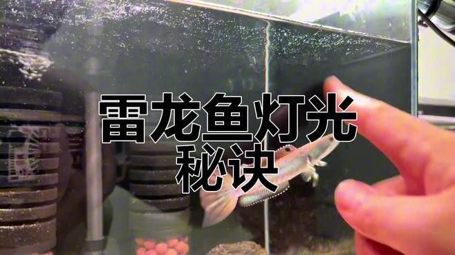 如何給雷龍魚提供適當(dāng)?shù)墓庹眨浚豪堲~養(yǎng)護(hù)指南