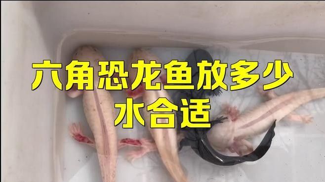 如何設置六角龍魚混養缸的水質：六角恐龍魚可以深水養嗎