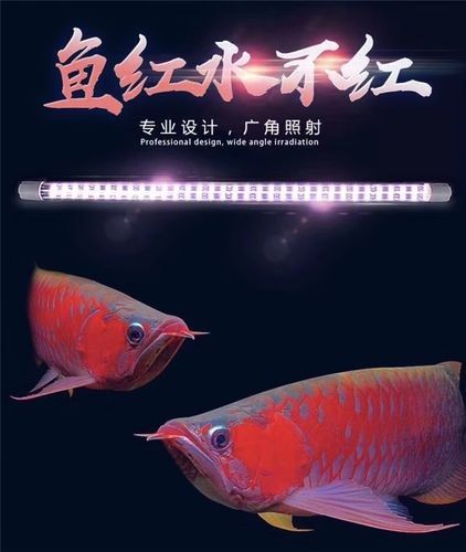 龍魚燈具的價格范圍：龍魚專用燈的價格范圍