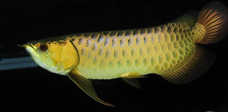冀州哪個(gè)水族館龍魚好？祥龍魚場龍魚：廣州龍魚祥龍魚場,龍魚價(jià)格揭秘