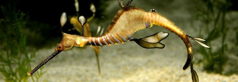 如何預約參觀龍魚世家水族館：“龍魚世家水族館”預約流程及同類場館的運營規則