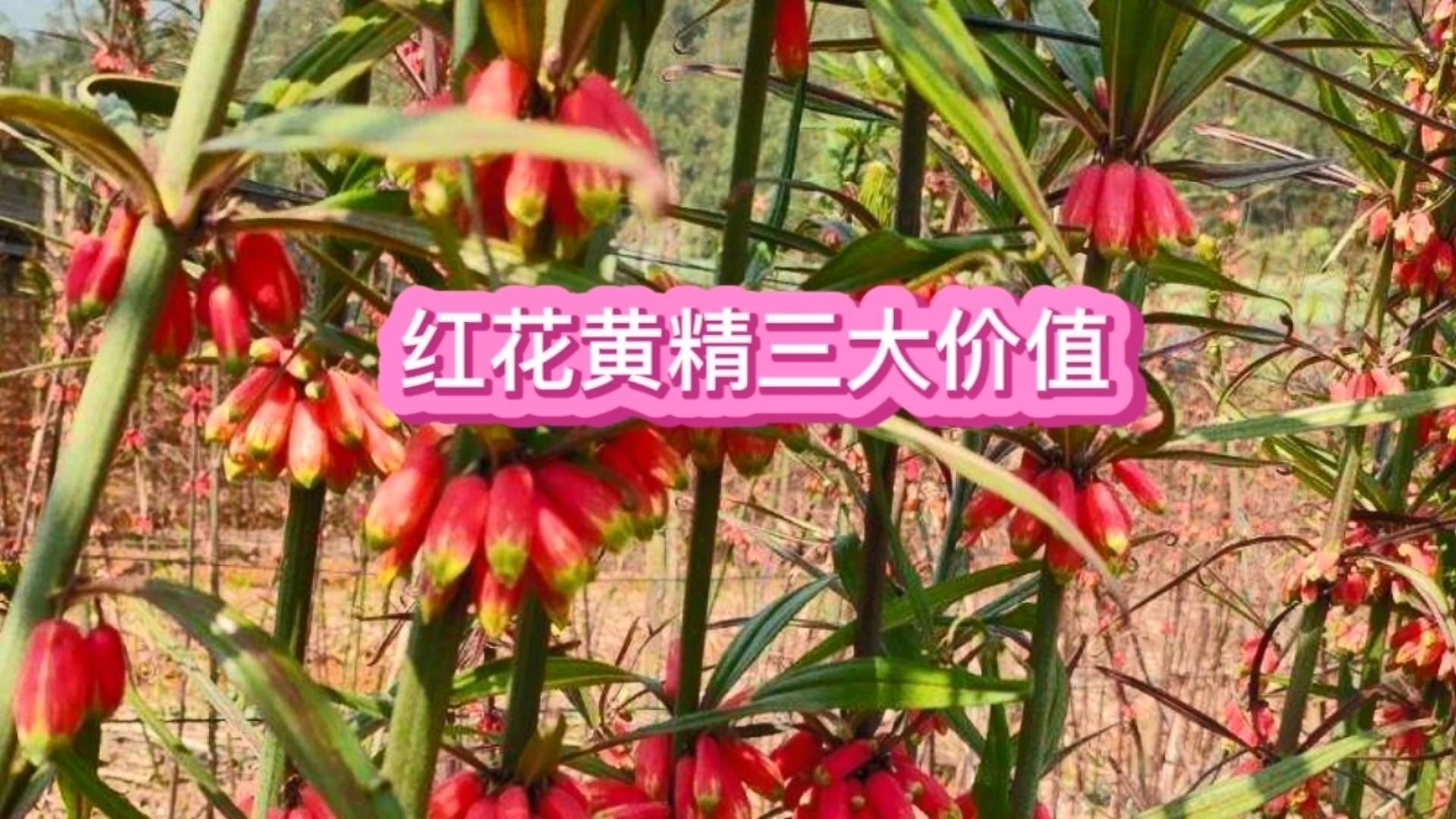 黃精益智仁的常用劑量是多少：黃精和益智仁的使用方法