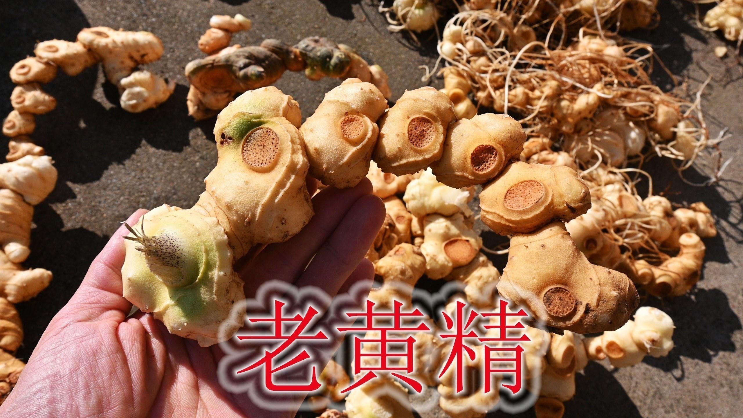 黃精益智仁的常用劑量是多少：黃精和益智仁的使用方法
