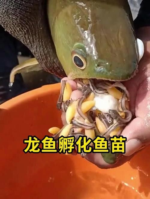 哈爾濱龍魚魚苗批發價格是多少：哈爾濱20-30公分龍魚飼養技巧與注意事項