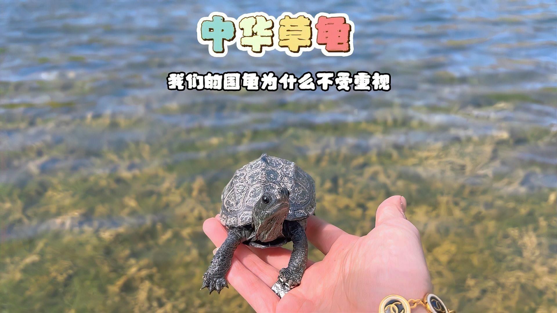 草龜和龍魚混養(yǎng)需要多大的魚缸？：中華草龜?shù)乃拇笸纥c