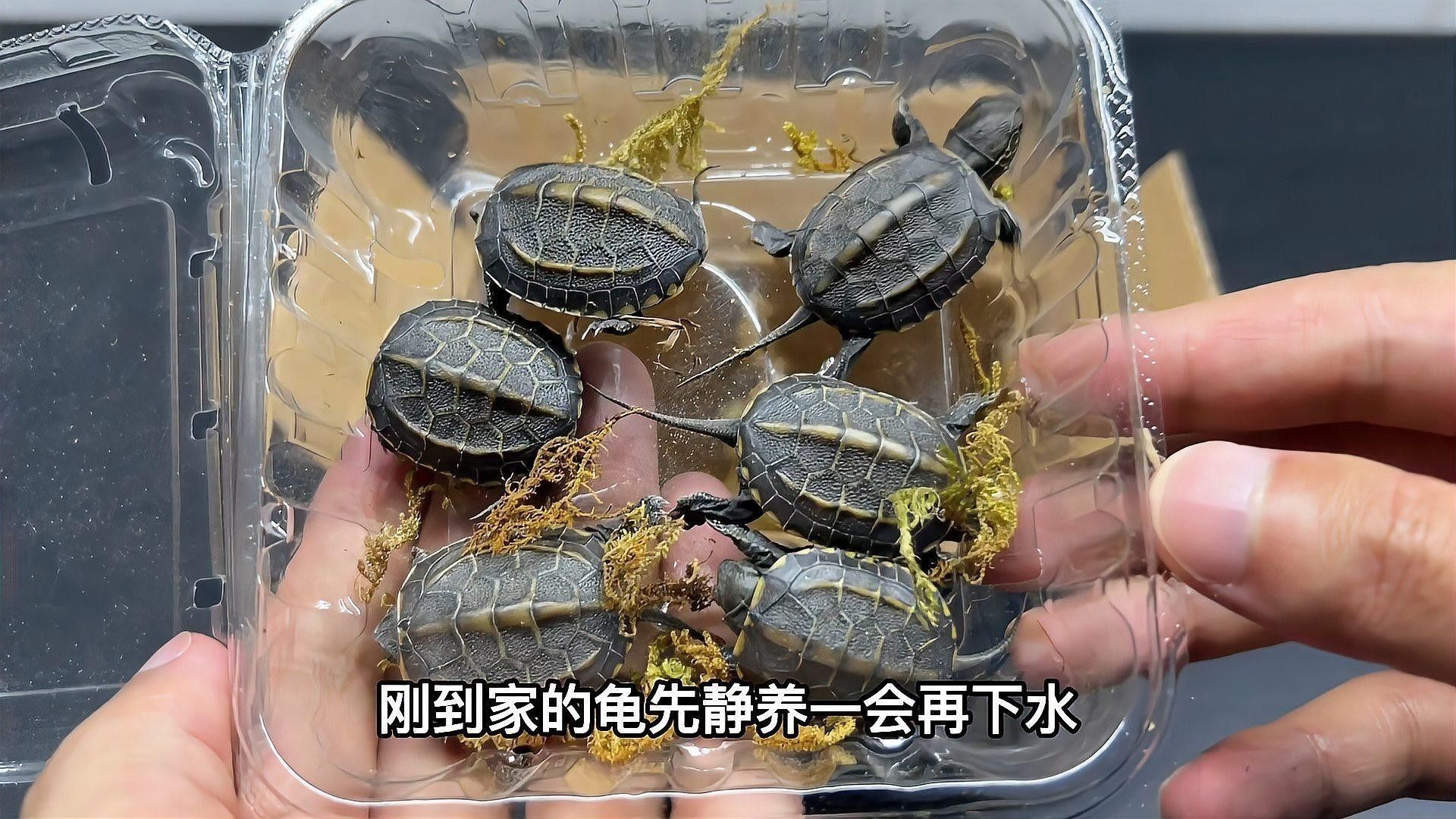 草龜和龍魚混養(yǎng)需要多大的魚缸？：中華草龜?shù)乃拇笸纥c