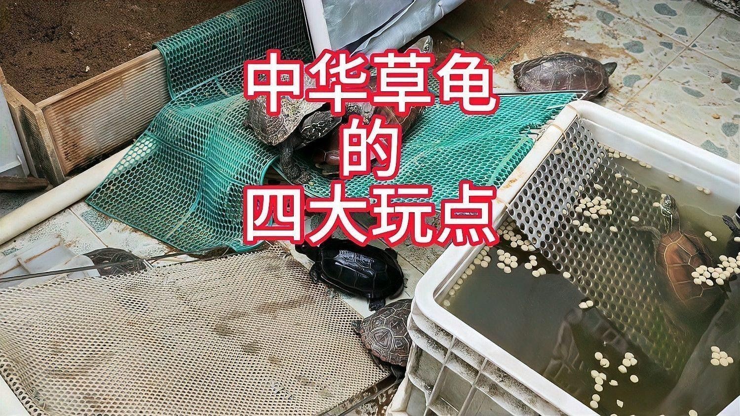 草龜和龍魚混養(yǎng)需要多大的魚缸？：中華草龜?shù)乃拇笸纥c
