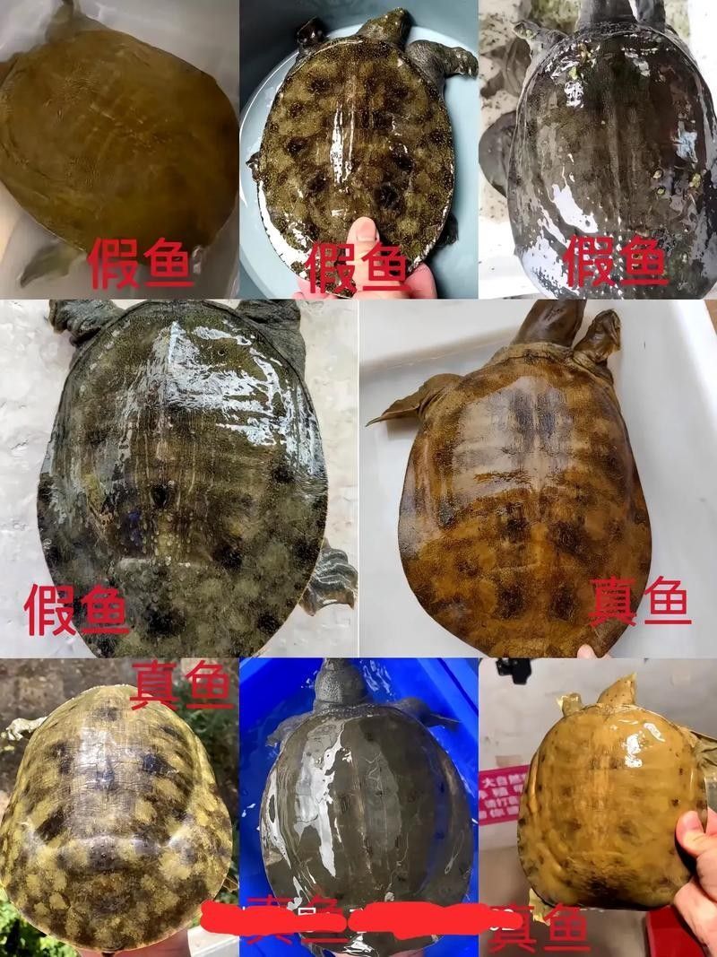 如何確認北海龍魚的具體品種？：北海龍魚品種分類及分布地廣州勝哥如何挑選龍魚