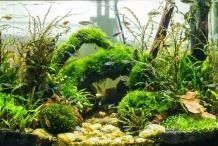 如何設(shè)置魚缸造景以減少打斗？：新手必看萌寵百科小團(tuán)團(tuán)魚缸草缸造景需要怎么操作