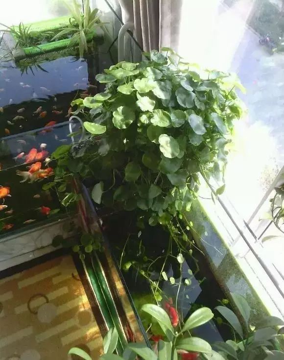 如何設(shè)置魚缸造景以減少打斗？：新手必看萌寵百科小團(tuán)團(tuán)魚缸草缸造景需要怎么操作