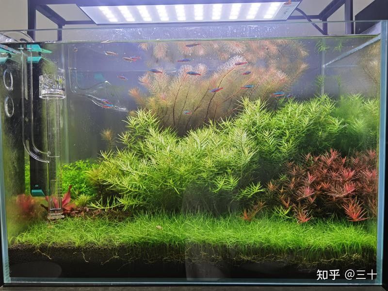 如何設(shè)置魚缸造景以減少打斗？：新手必看萌寵百科小團(tuán)團(tuán)魚缸草缸造景需要怎么操作
