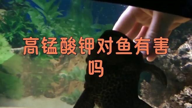 高錳酸鉀對(duì)龍魚有副作用嗎？：高錳酸鉀對(duì)龍魚有害嗎