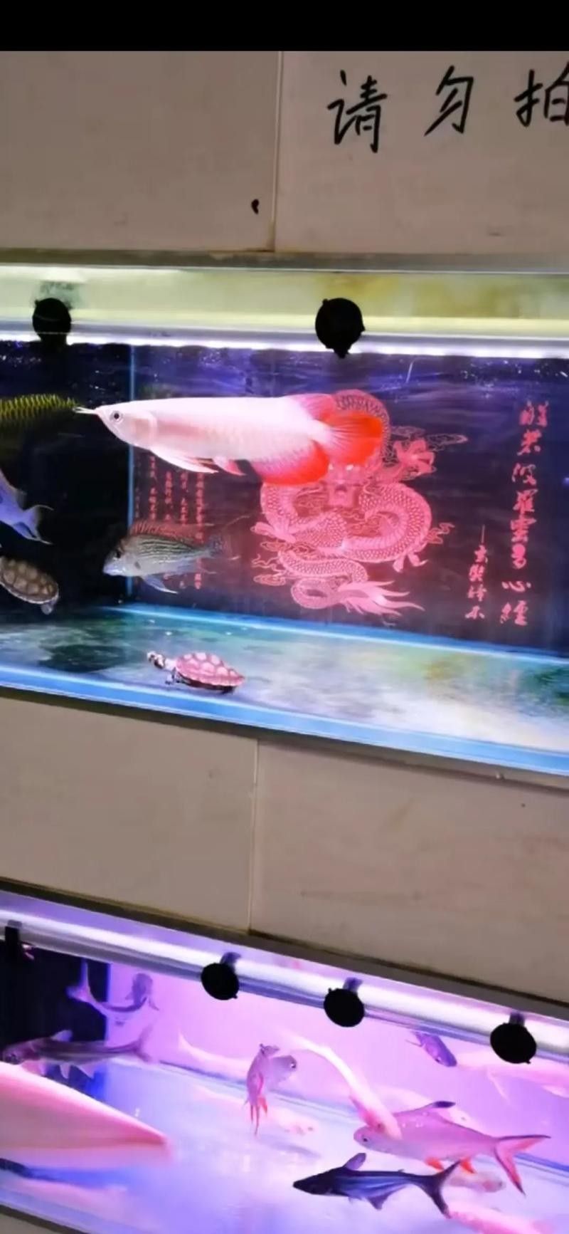 給我推薦幾家賣龍魚的水產(chǎn)商戶：北京養(yǎng)龍新手小白如何挑選專業(yè)龍缸龍魚缸壹遇龍魚
