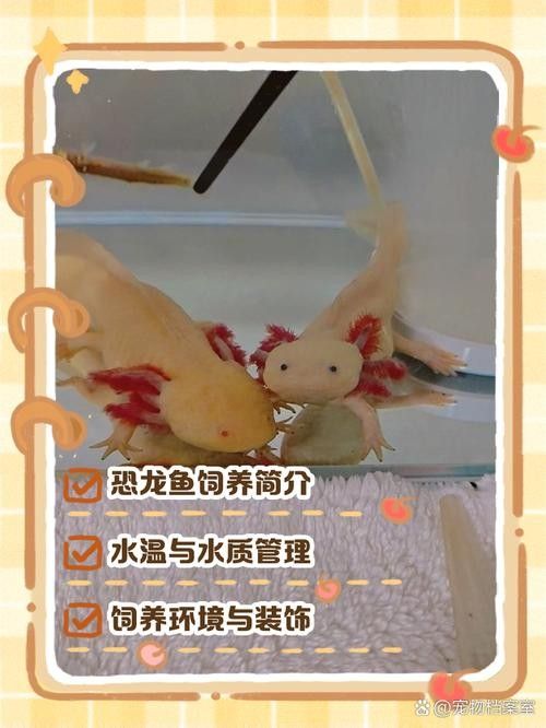 大花恐龍魚好養(yǎng)嗎：大花恐龍魚飼養(yǎng)全攻略(新手必看