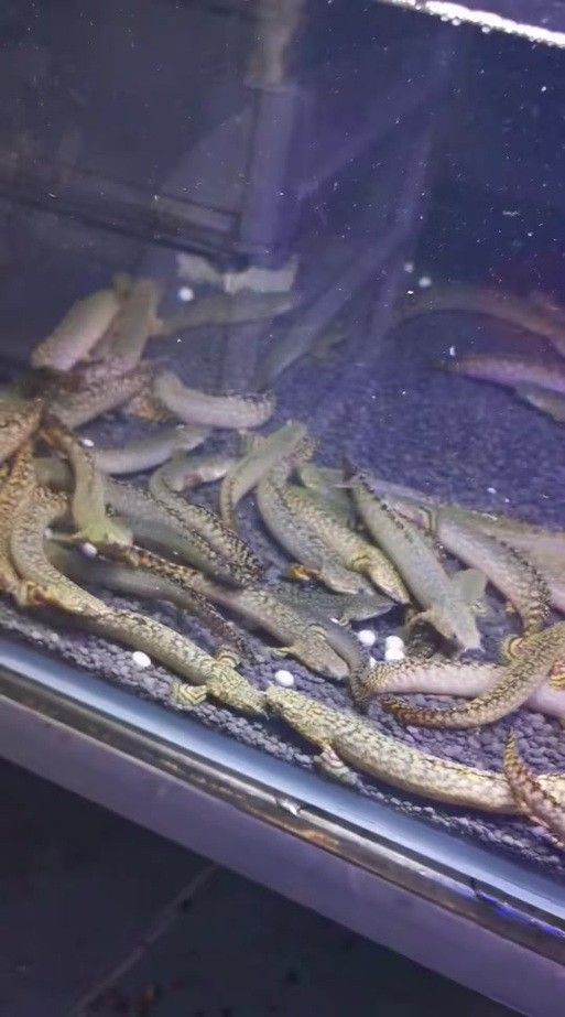 大花恐龍魚好養(yǎng)嗎：大花恐龍魚飼養(yǎng)全攻略(新手必看