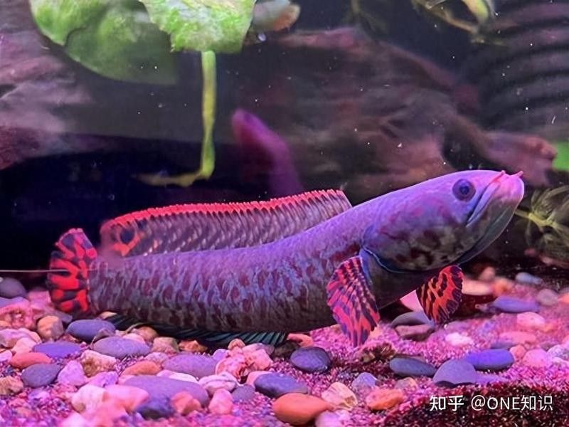 雷龍魚鉆沙子里會(huì)窒息嗎：雷龍魚呼吸機(jī)制和鉆沙行為需結(jié)合以下特點(diǎn)分析