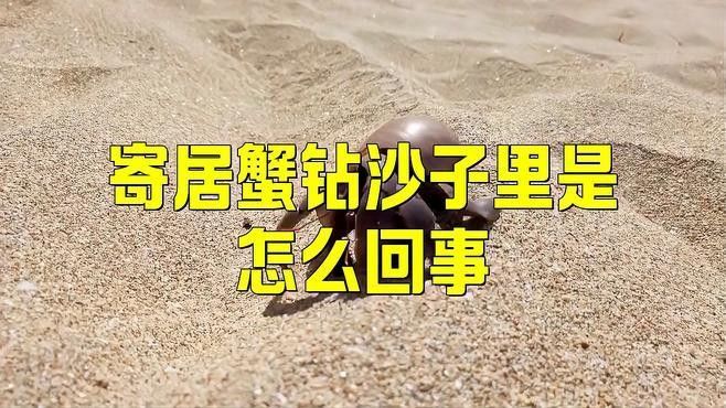 雷龍魚鉆沙子里會(huì)窒息嗎：雷龍魚呼吸機(jī)制和鉆沙行為需結(jié)合以下特點(diǎn)分析