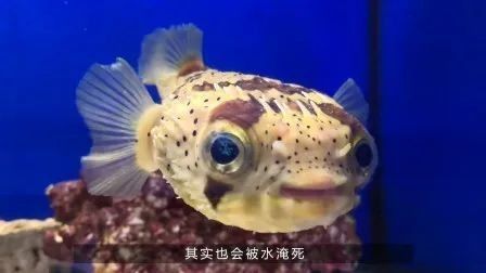 雷龍魚鉆沙子里會(huì)窒息嗎：雷龍魚呼吸機(jī)制和鉆沙行為需結(jié)合以下特點(diǎn)分析