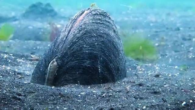 雷龍魚鉆沙子里會(huì)窒息嗎：雷龍魚呼吸機(jī)制和鉆沙行為需結(jié)合以下特點(diǎn)分析