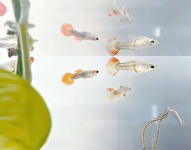 混養(yǎng)初期一般持續(xù)多久？：混養(yǎng)初期持續(xù)時間需根據(jù)物種特性和個體狀態(tài)靈活調(diào)整