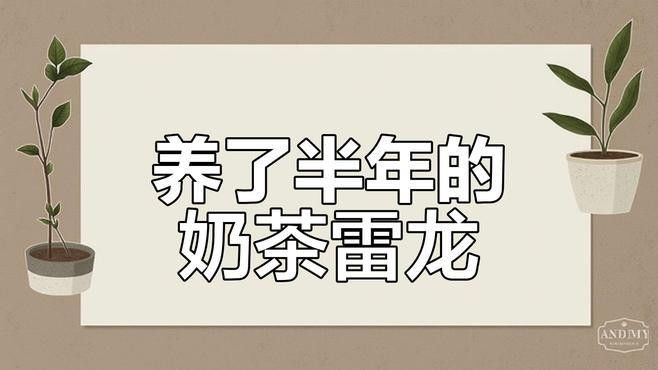 雷龍魚多久可以長成成魚：雷龍魚多久可以長成成魚，我需要基于提供的搜索結果來回答