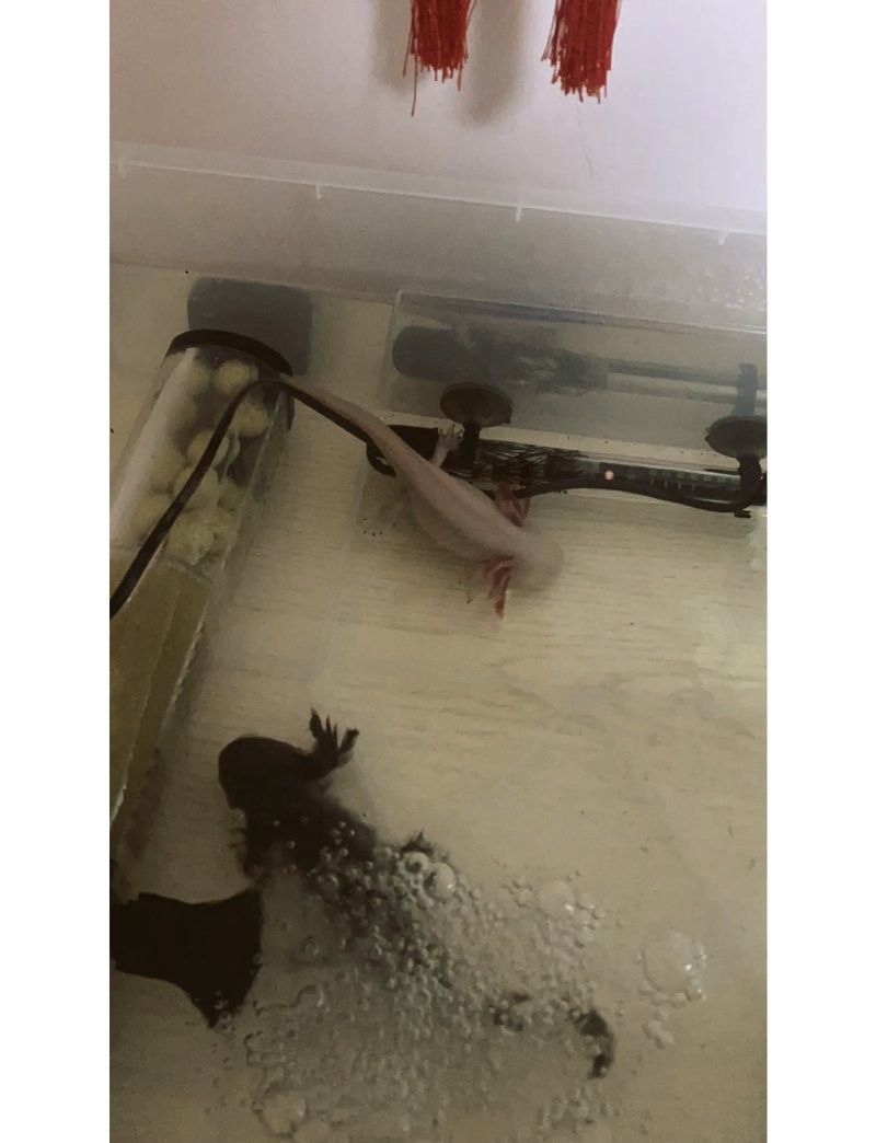 金龍魚吞下異物后能自行排出嗎：金龍魚吞下異物后能否自行排出