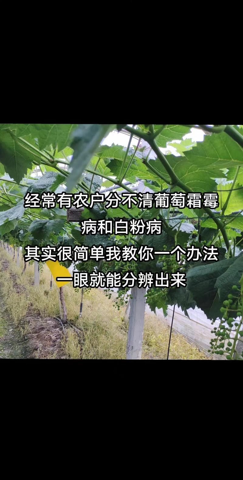 如何預(yù)防白霉病的復(fù)發(fā)？：——預(yù)防霉菌性陰道炎怎么預(yù)防