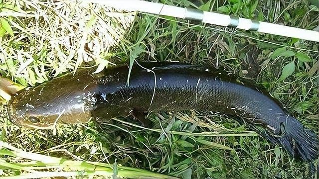 金龍魚和黑魚哪個更兇猛？：黑魚和金龍魚哪個更適合家庭飼養黑魚和金龍魚