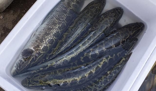 金龍魚和黑魚哪個更兇猛？：黑魚和金龍魚哪個更適合家庭飼養黑魚和金龍魚
