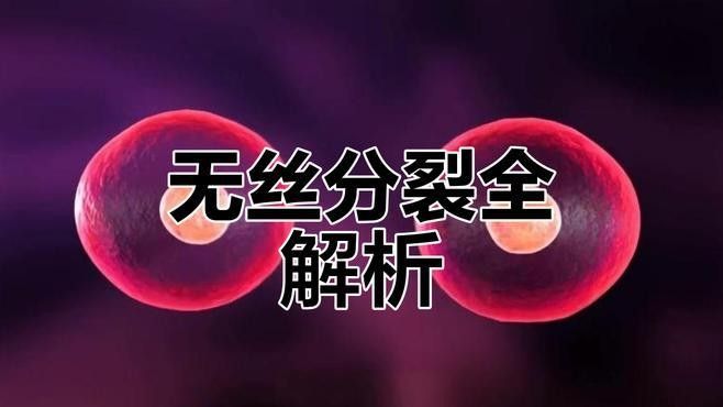 無絲分裂和有絲分裂有何區別？：有絲分裂與無絲分裂是兩種截然不同的細胞分裂方式