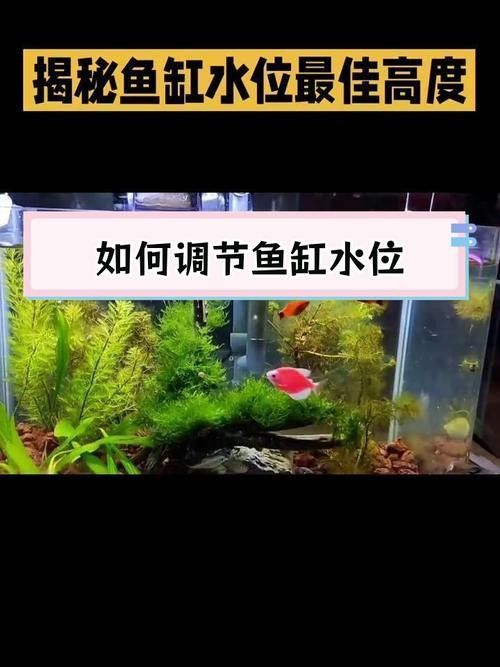 60×30魚缸適合哪些水草：60×30cm的魚缸作為中型草缸，適合種植多種水草