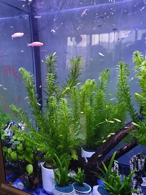 60×30魚缸適合哪些水草：60×30cm的魚缸作為中型草缸，適合種植多種水草