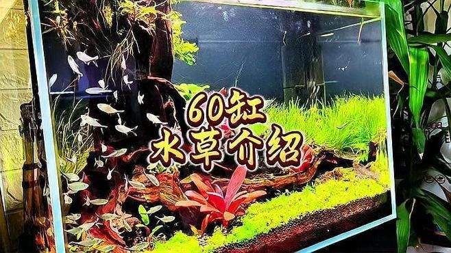 60×30魚缸適合哪些水草：60×30cm的魚缸作為中型草缸，適合種植多種水草