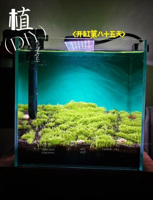 60×30魚缸適合哪些水草：60×30cm的魚缸作為中型草缸，適合種植多種水草