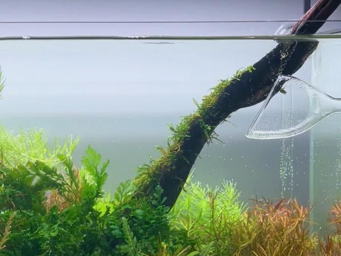 60×30魚缸適合哪些水草：60×30cm的魚缸作為中型草缸，適合種植多種水草