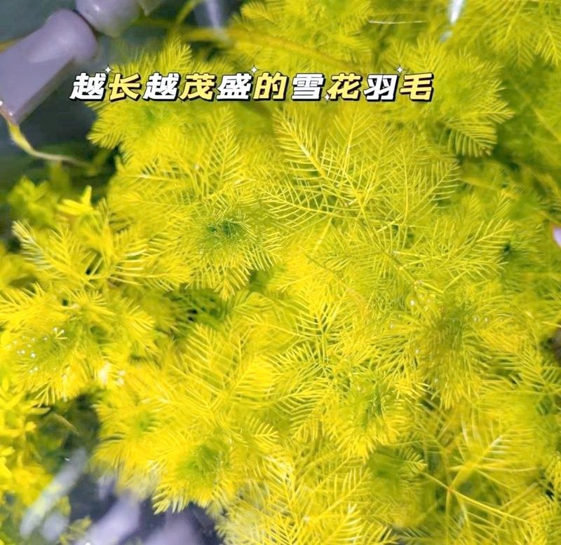 60×30魚缸適合哪些水草：60×30cm的魚缸作為中型草缸，適合種植多種水草