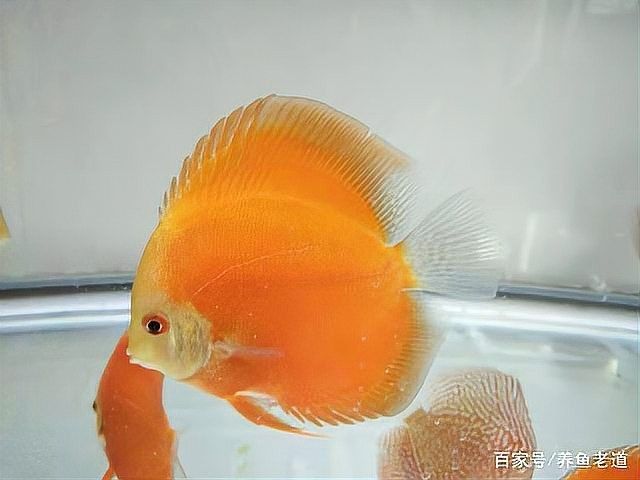 牛心漢堡可以長期喂嗎？：吃牛心漢堡會(huì)不會(huì)長胖