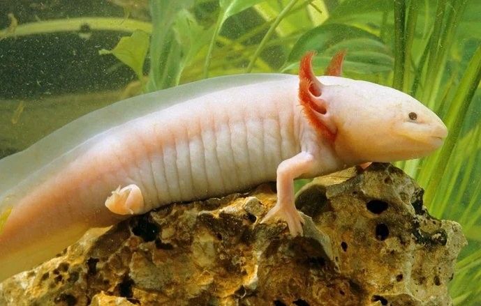 六角龍魚繁殖成功率有多高？：六角恐龍魚的繁殖成功率