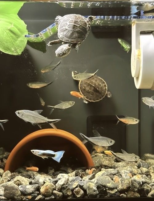 草龜和龍魚混養需要多大的魚缸：烏龜可以和魚一起養嗎