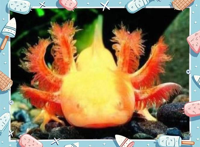 給我幾張不同角度的野生六角恐龍魚圖片：富媒體素材庫中未收錄野生六角恐龍（墨西哥鈍口螈）圖片資源