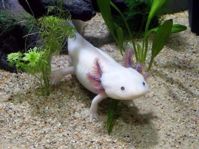 給我幾張不同角度的野生六角恐龍魚圖片：富媒體素材庫中未收錄野生六角恐龍（墨西哥鈍口螈）圖片資源