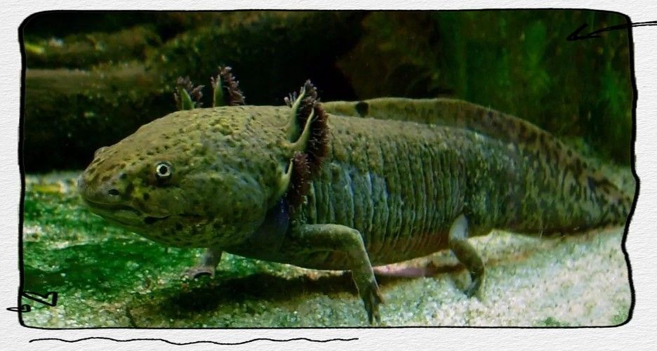 給我幾張不同角度的野生六角恐龍魚圖片：富媒體素材庫中未收錄野生六角恐龍（墨西哥鈍口螈）圖片資源