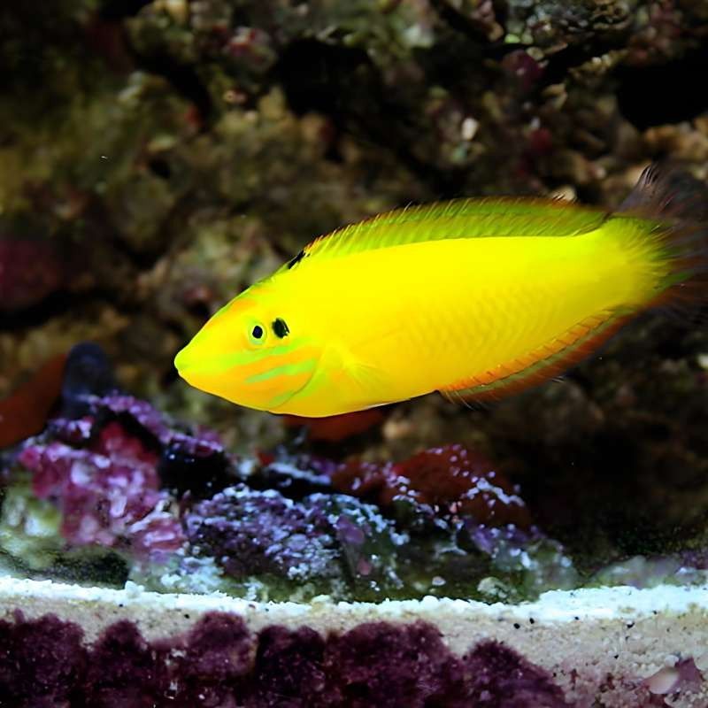 海水黃龍魚(yú)能活多久？：海水黃龍魚(yú)的壽命受多種因素影響