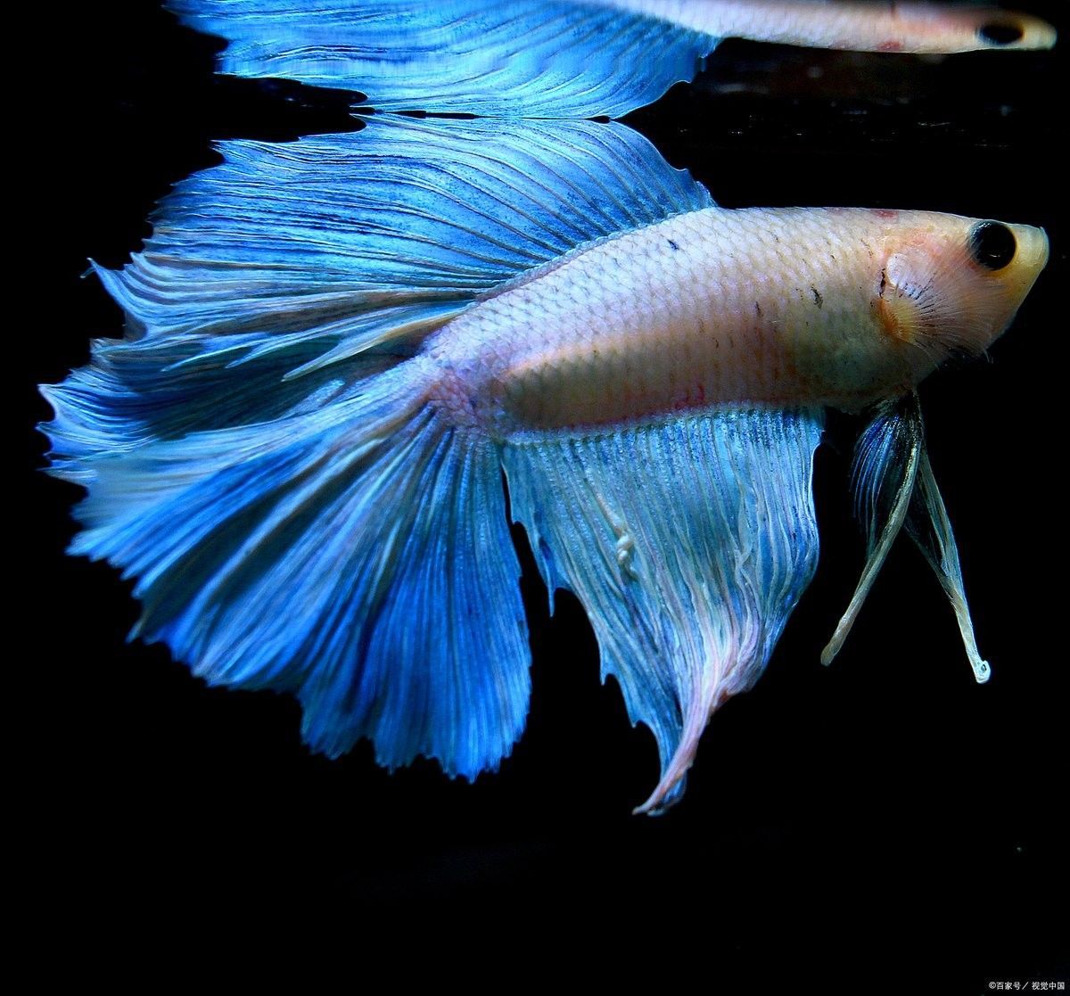 海水黃龍魚(yú)能活多久？：海水黃龍魚(yú)的壽命受多種因素影響